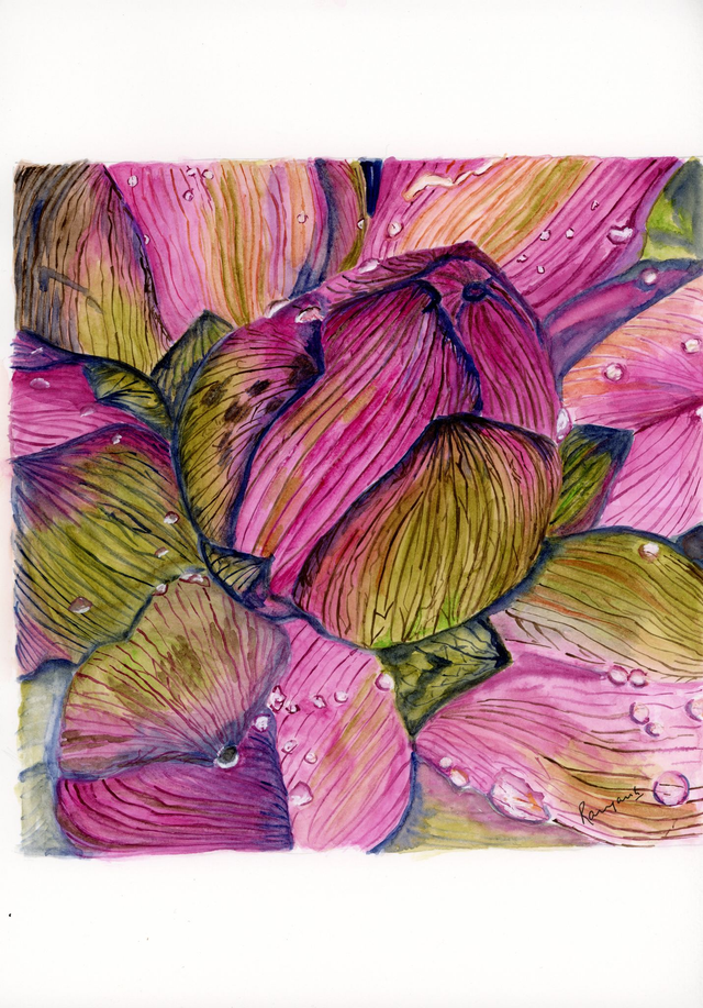 Lotus buds - A4 print