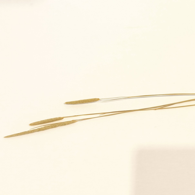 Phleum séché – Fleur naturelle en épis pour bouquets secs et compositions florales champêtres