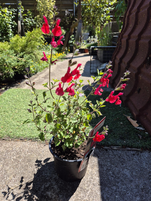 Sauge arbustive Hot Lips pot 19cm