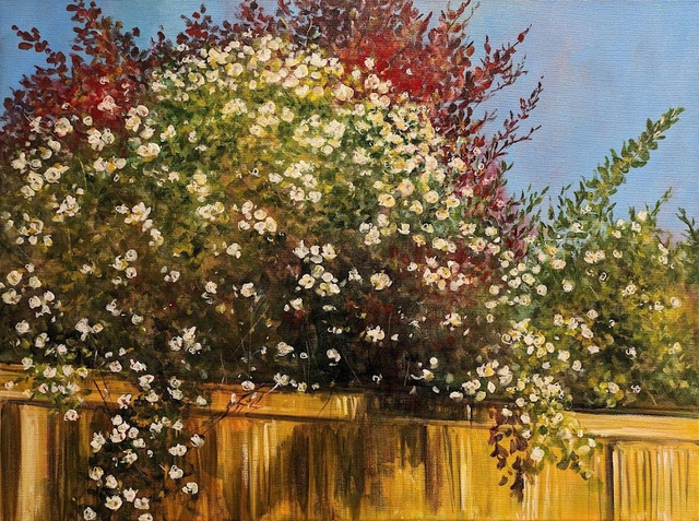 Roses over the garden fence