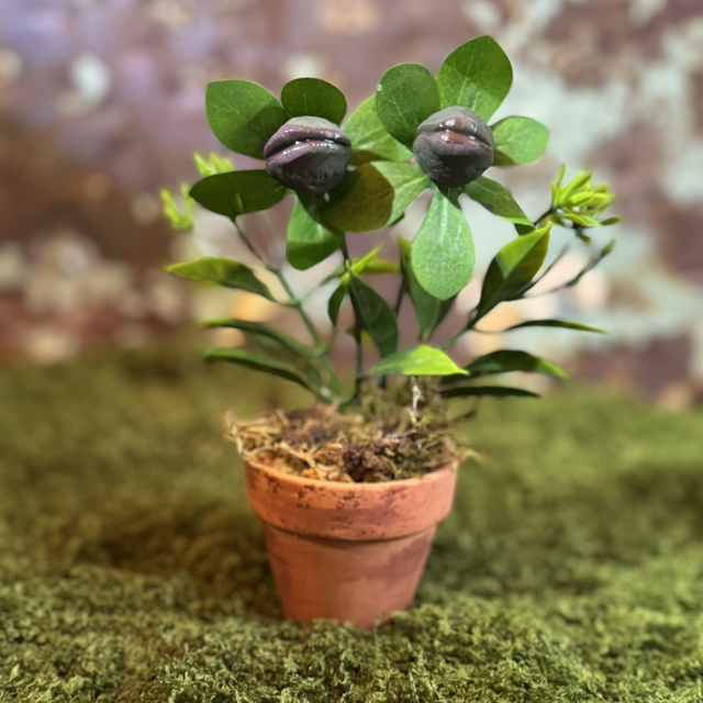 10.🌱 Specimen Name: The Whispering Twins