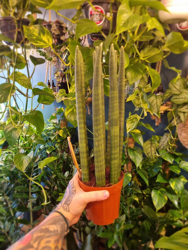 Sansevieria straight in 12cm pot 40cm tall 