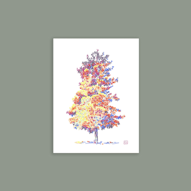 Carte postale - Liquidambar