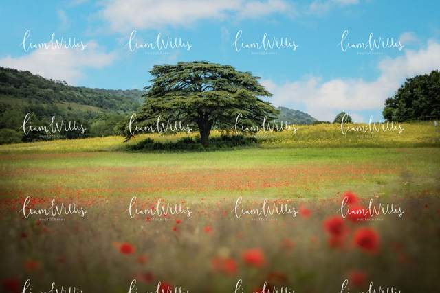 Poppy Tree Landscape Print