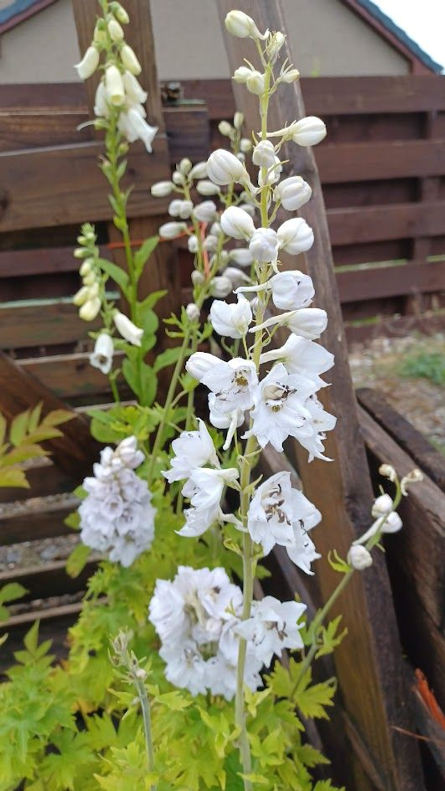 Delphinium Magic Fountains White with Dark Bee