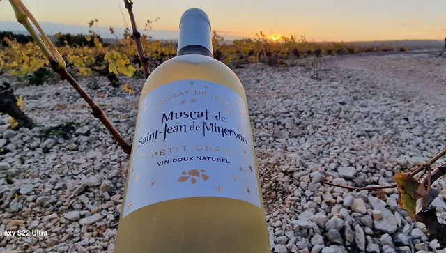 VDN Muscat de Noël St Jean Minervois St Jean 2024