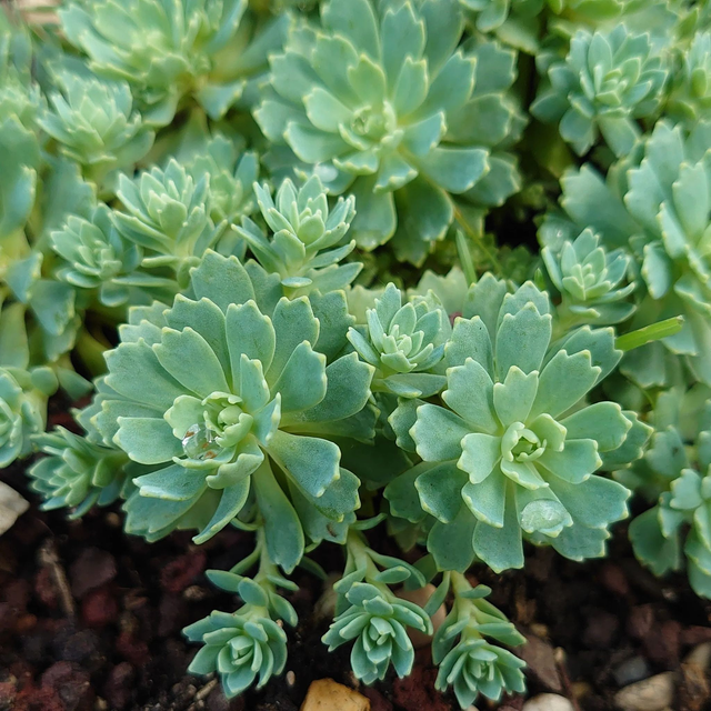 SEDUM pachyclados ‘Nessy’ 