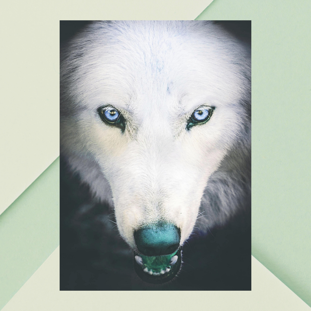 Portrait en Gros Plan d'un Loup Blanc - Décoration Murale Nature / Close-Up White Wolf Portrait Art Print - Nature Wall Decor