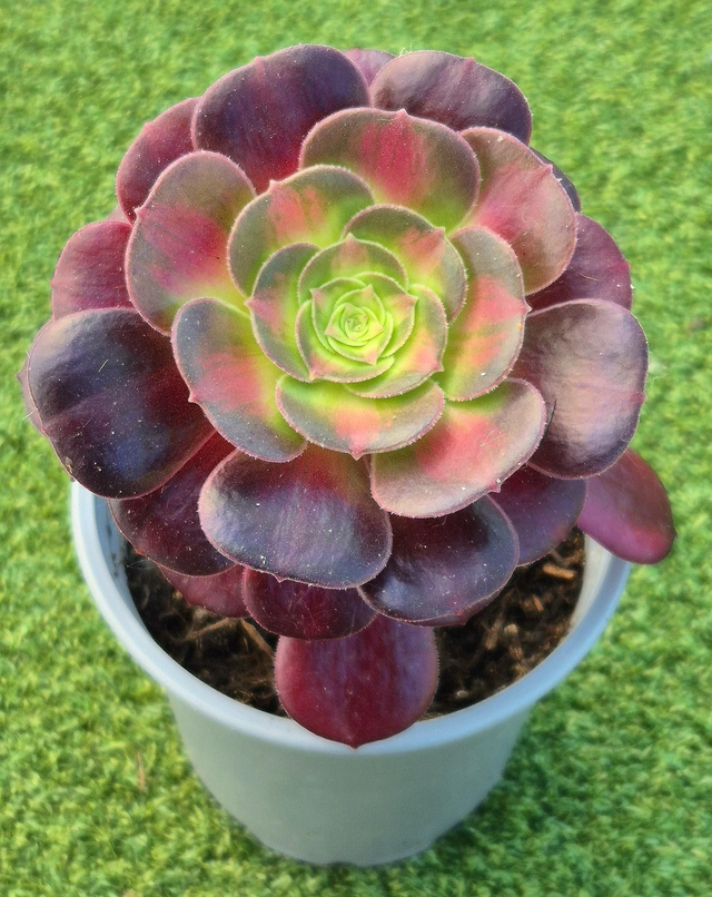 Aeonium &#039;Kilimanjaro&#039;