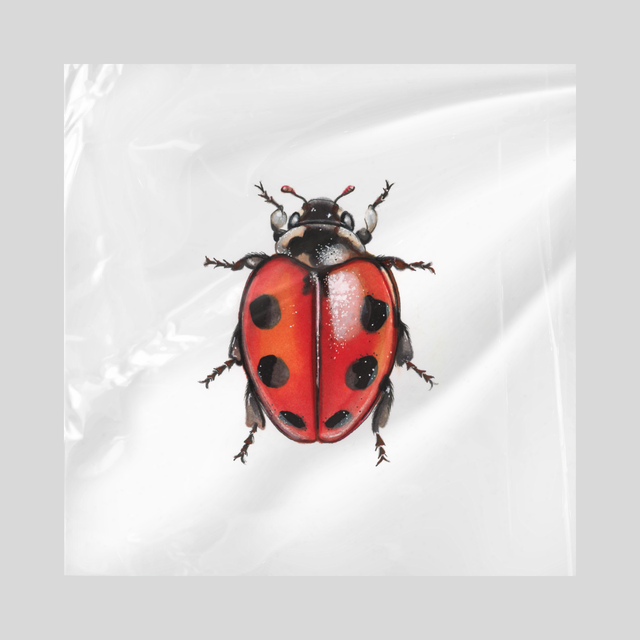 Serviette en papier - Coccinelle