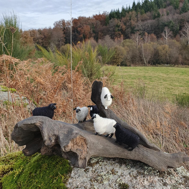 Moutons du causse noir 