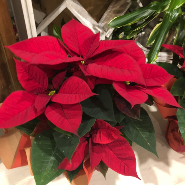 Stella Di Natale Media