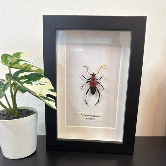 Pachyteria Equestris Longhorn 