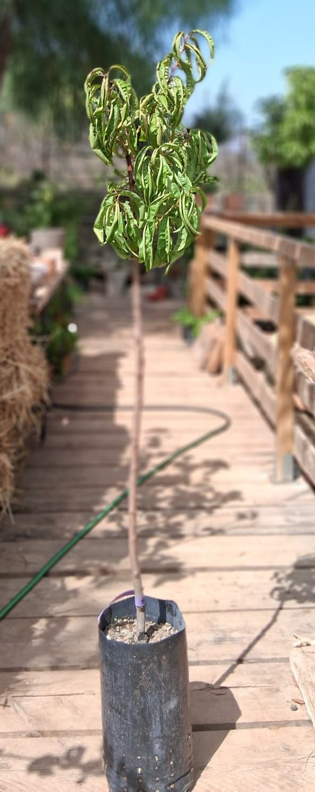 N28 . Pesco noce Nettarina varietà Armking (prunus persica)