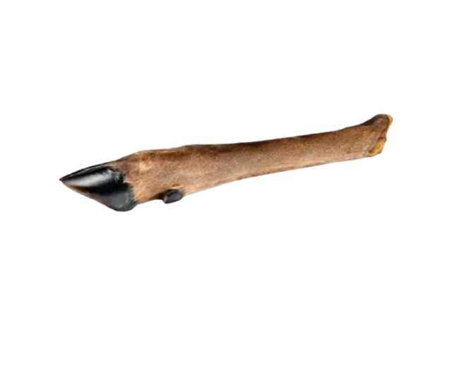 Patte de cerf