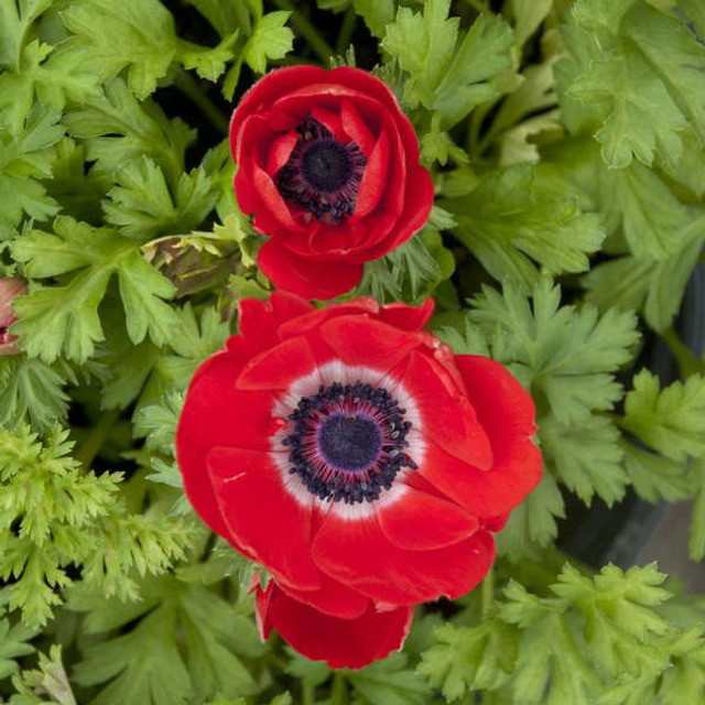 Anemone coronaria Harmony Scarlet 1L