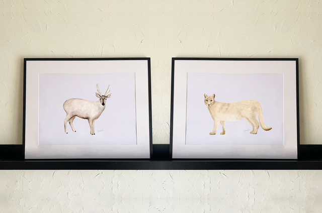 Set Puma & Huemul 