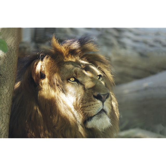 Lion - ref: 6940 