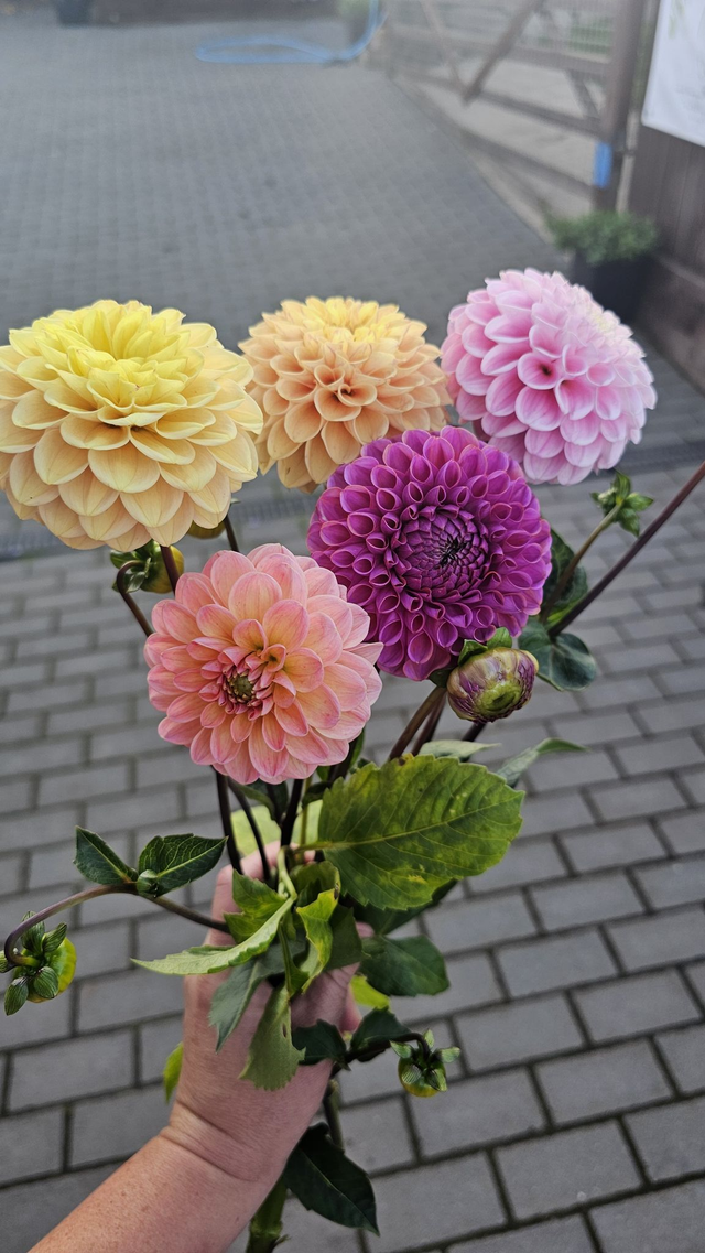 Cut and Create a Vase of Dahlias ~ Wednesday 20th August - 5pm - 8pm