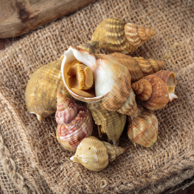 Bulots cuits de Normandie 