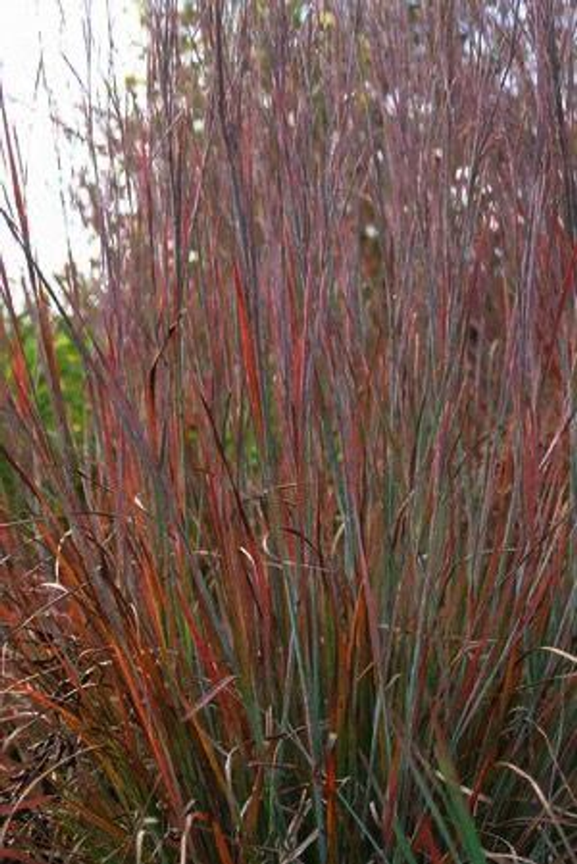 Schizachyrium scoparium 1 litre