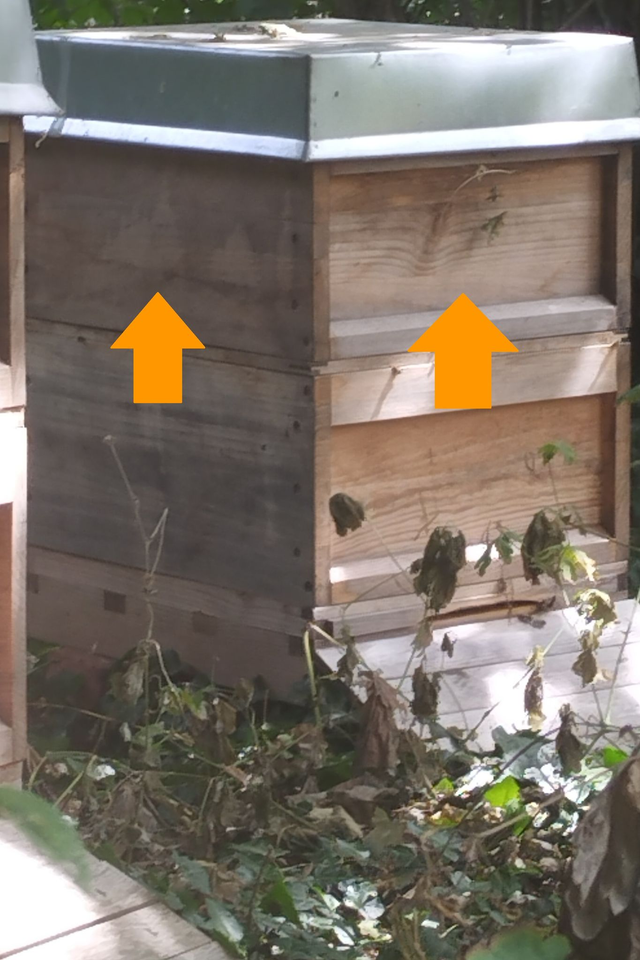 Honigzarge - fix und fertig