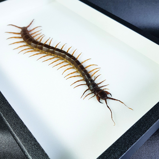 Scolopendra subspinipes