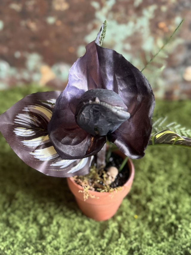 56.🌑 Specimen: The Nightpetal