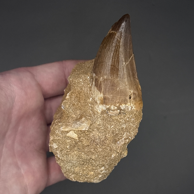 Mosasaur Tooth