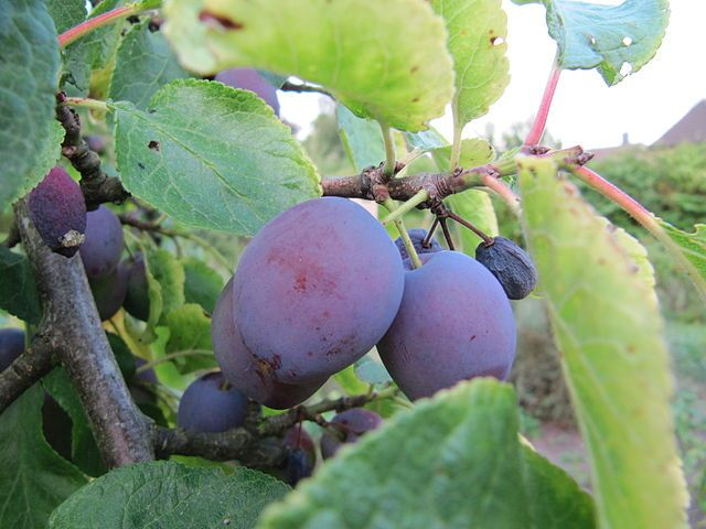 Prunier - issu du semis de variété quetsche (Prunus Spp)