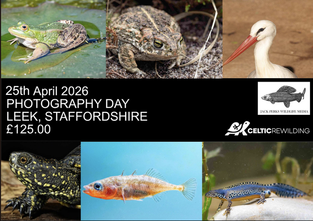 Celtic Rewildling Photo Day 25th April