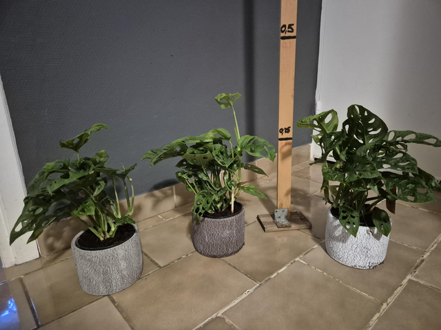 Monstera Monckey en cache pot diamètre 13cm