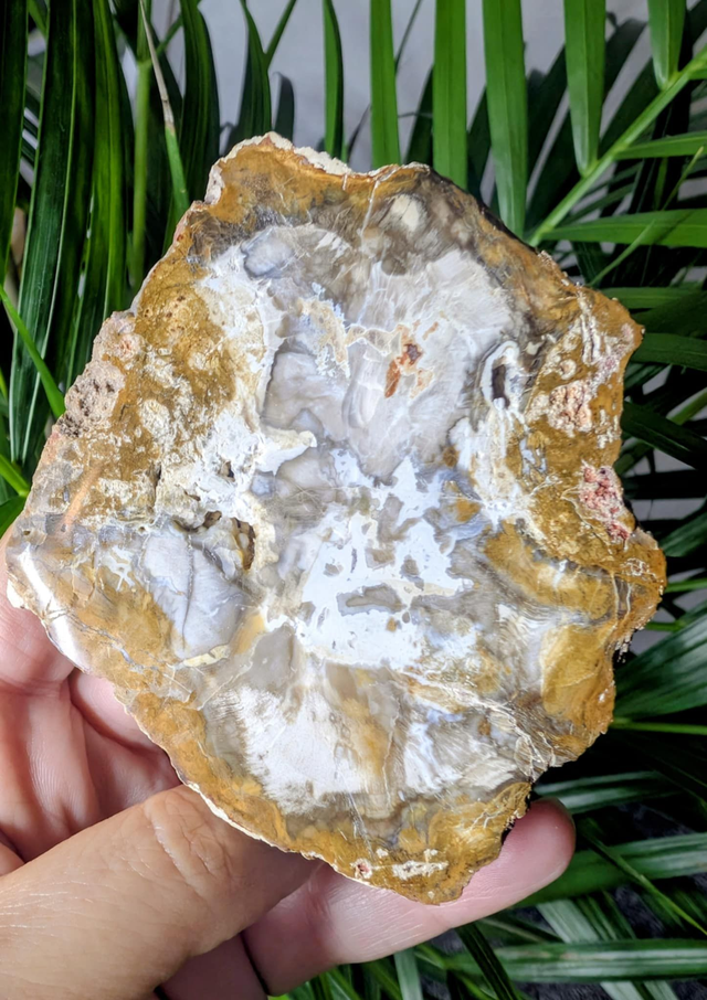 PETRIFIED WOOD SLICE - weight 134g, size 9x7cm