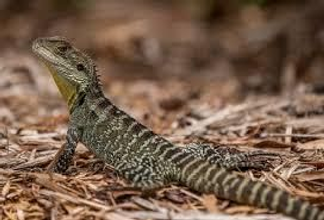 Aussie Water Dragon