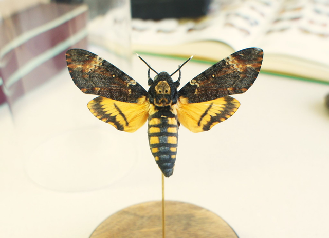 Acherontia atropos 