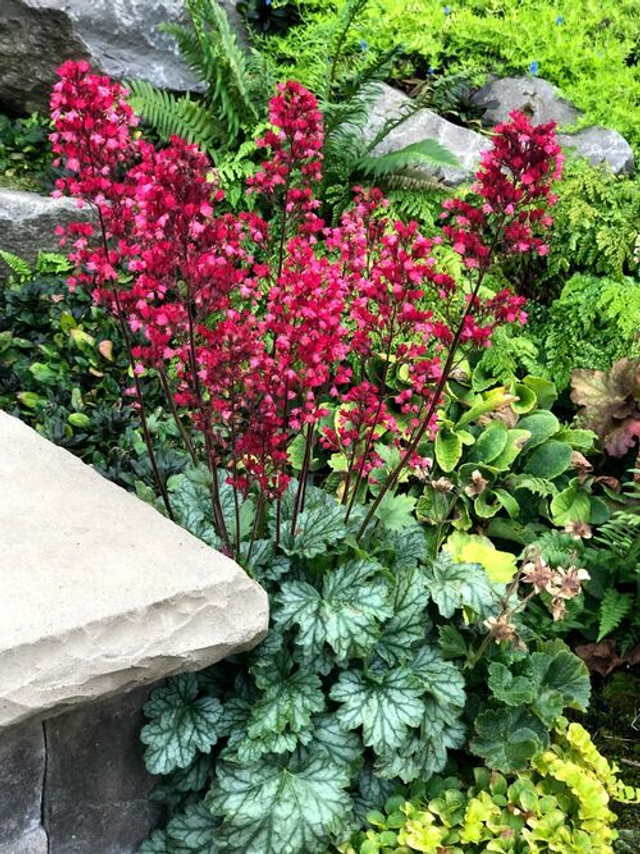 Heuchera 'Paris' 1 litre