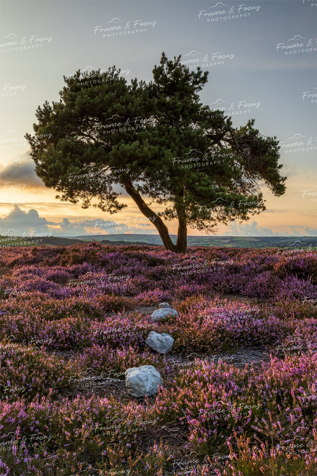 Led To Loneliness, Egton