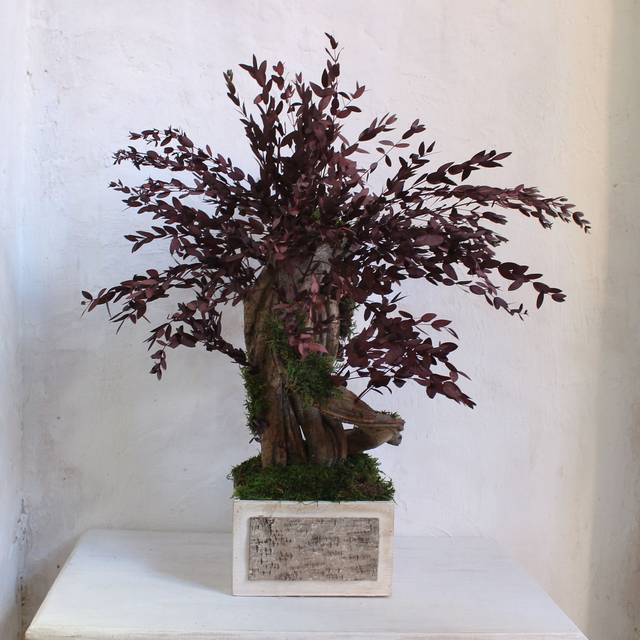 Bonsai CL376  eucalipto parvifolia Rojo