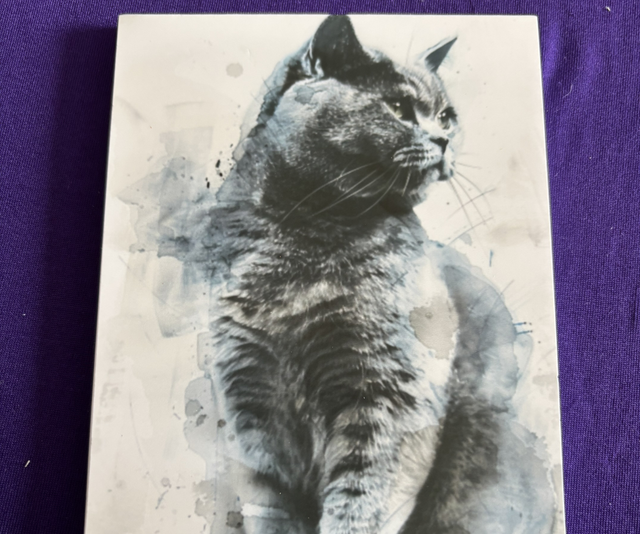 Plain Note Pad Cat British Short Haired 