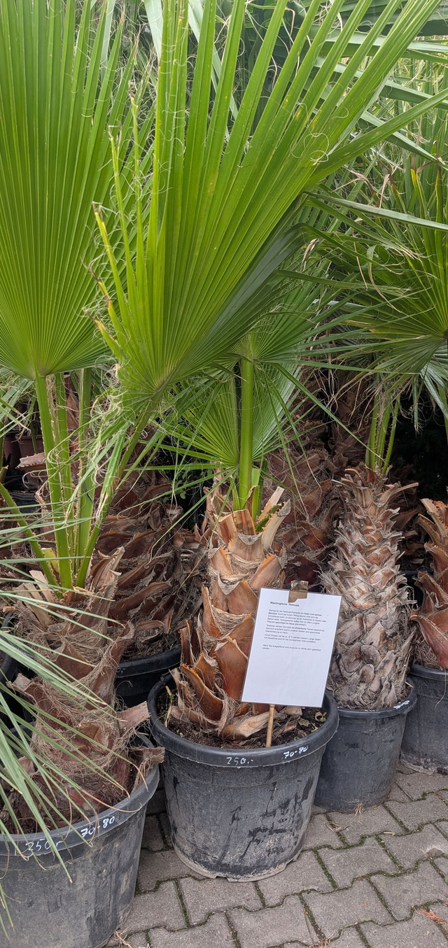 Washingtonia robusta
