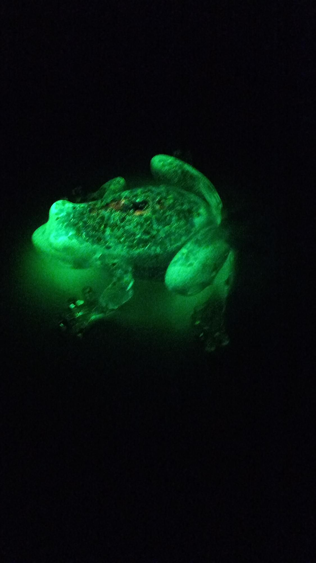 Grenouille luminescente