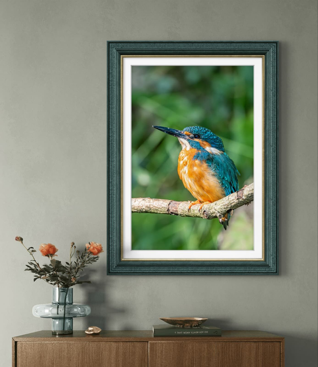Birds - Kingfisher on Branch - Print Only
