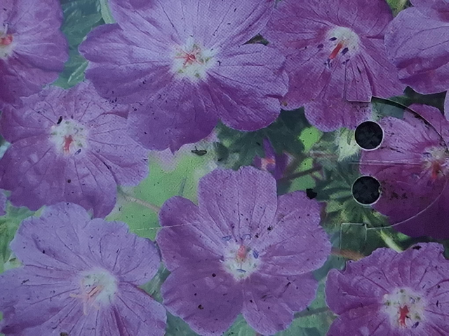 Geranium sanguinium P11 