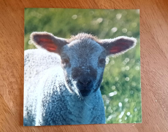 Herdwick x Texel lamb