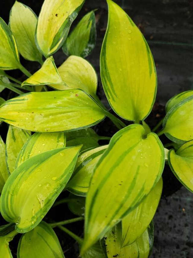 Hosta &#039;June&#039; P9