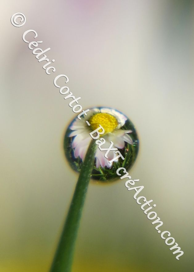 1 - Carte postale - Rosée et gouttes de pluie (Ref 8617)