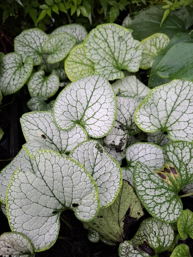 Brunnera macrophylla &#039;Silver Spear&#039; 1 litre 