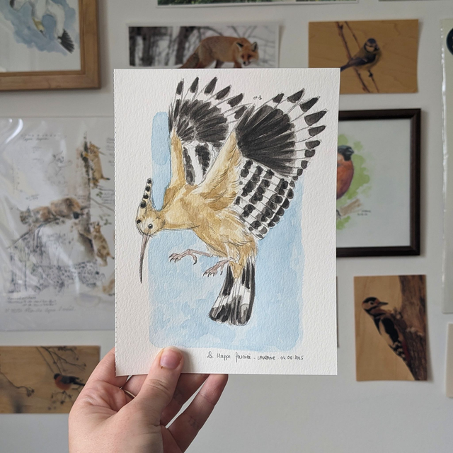 La Huppe fasciée n°1 - Etude originale