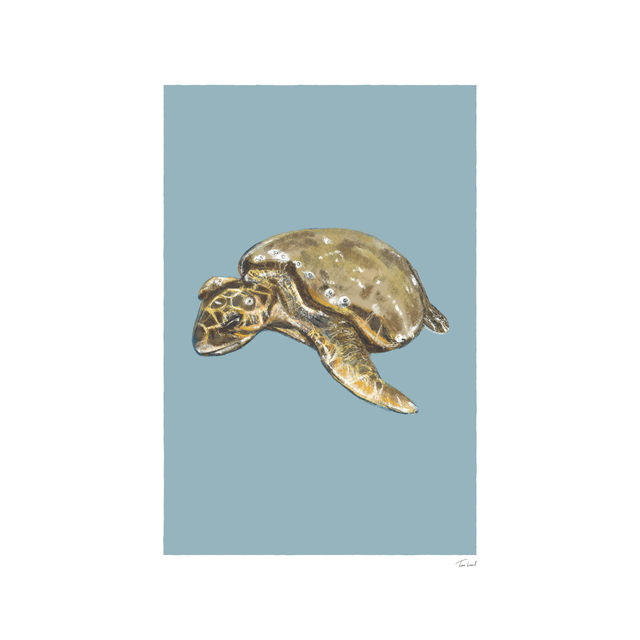 Sea Turtle