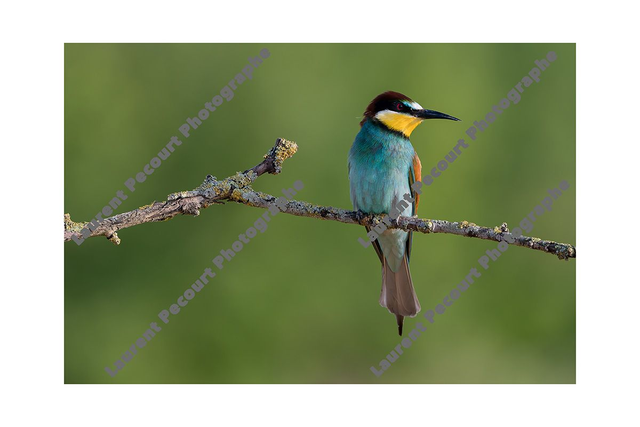 Guêpier d&#039;Europe